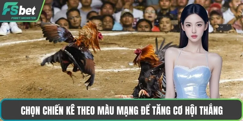 Chọn chiến kê theo màu mạng để tăng cơ hội thắng
