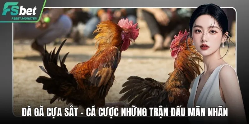 Đá gà cựa sắt