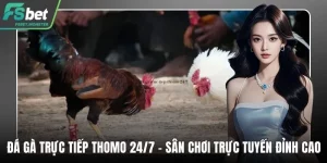 Đá gà trực tiếp Thomo 24/7