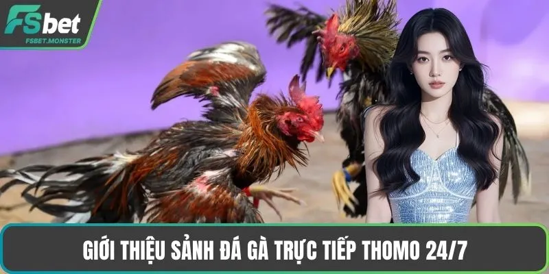 Giới thiệu sảnh đá gà trực tiếp Thomo 24/7