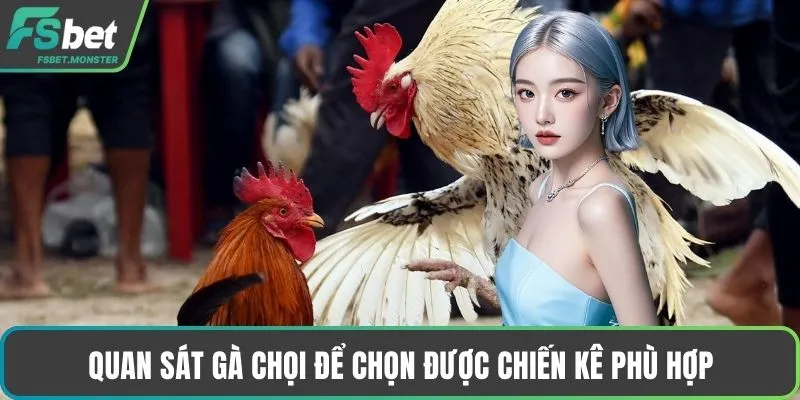 Quan sát gà chọi để chọn được chiến kê phù hợp
