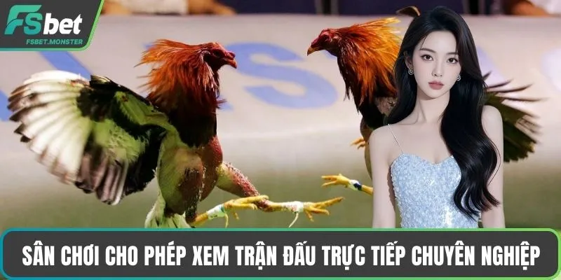 Sân chơi cho phép xem trận đấu trực tiếp chuyên nghiệp