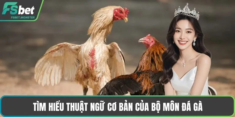 Tìm hiểu thuật ngữ cơ bản của bộ môn đá gà